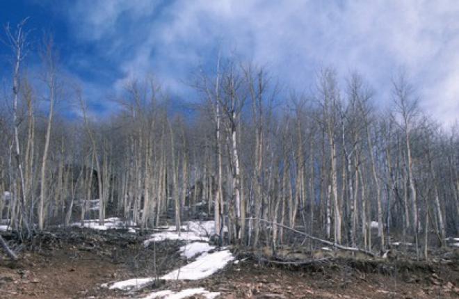 Пролетные деньги помогут восстановить леса Сибири