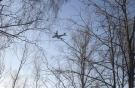 самолет вид через деревья